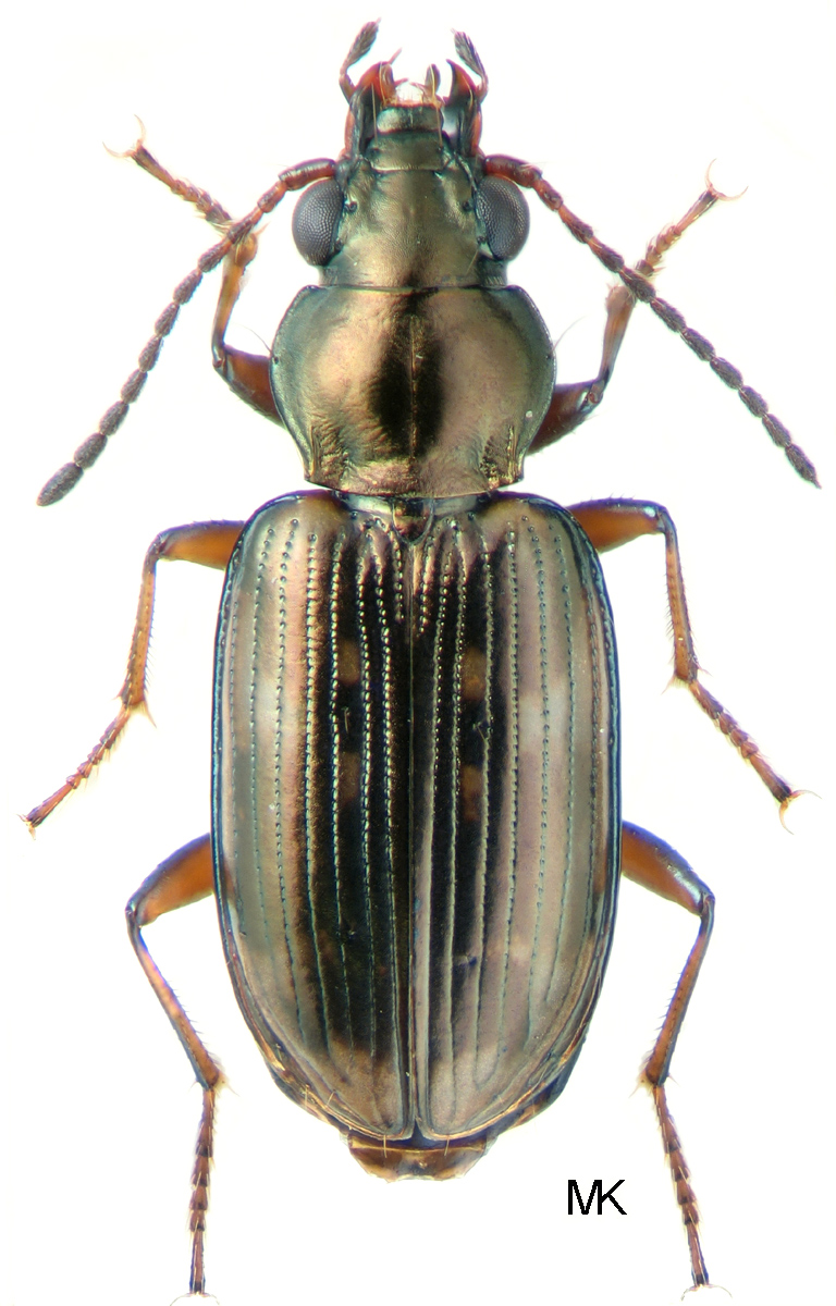 Bembidion Alchetron, The Free Social Encyclopedia